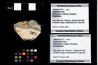 Foto (Objekt + Etikett) von Mundopsidae indet.  (NHMW-GEO-1990-0041-3277)